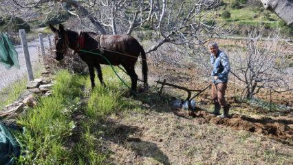 Aydın'da gen&ccedil;ler şehirde, &uuml;retim dedede! K&ouml;y&uuml;n 'delikanlısı' 50 yaşında 