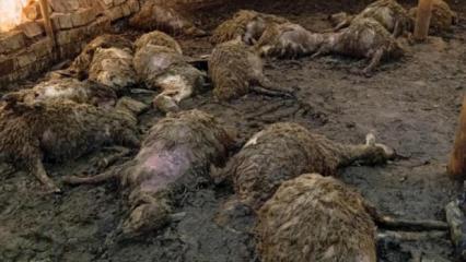 Ağıla giren kurt, 40 koyunu &ouml;ld&uuml;rd&uuml;