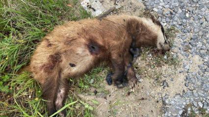 Aydın'da nesli t&uuml;kenmekte olan Avrupa porsuğu silahla vurularak katledildi