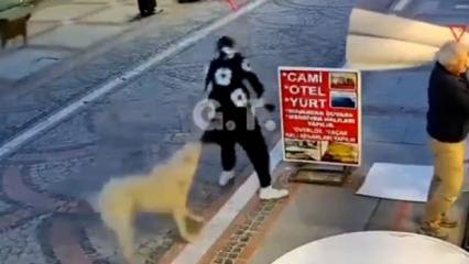 Başıboş k&ouml;pek dehşeti: Elinden ve kal&ccedil;asından ısırıldı