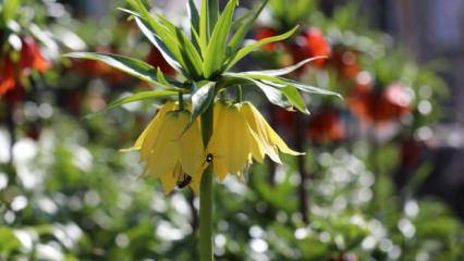 Cezayı duyan ger&ccedil;ekliğinden ş&uuml;phe ediyor! İşte g&ouml;r&uuml;nt&uuml;s&uuml;yle mest eden ters laleler 