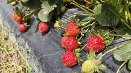 &Ccedil;ilek hasadı başladı: Kilosu 65 lira!