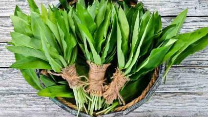 Dik yama&ccedil;lardan binbir zahmetle toplanıyor! Şifa kaynağı olarak g&ouml;r&uuml;l&uuml;yor