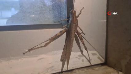 Diyarbakır'da dev et&ccedil;il &ccedil;ekirgenin boyutu şaşkınlık yarattı