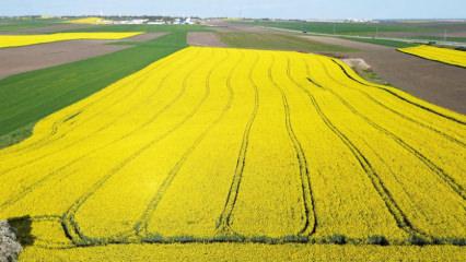 Doğaseverlere g&ouml;rsel ş&ouml;len: Kırklareli&rsquo;nde kanola tarlaları sarıya b&uuml;r&uuml;nd&uuml;