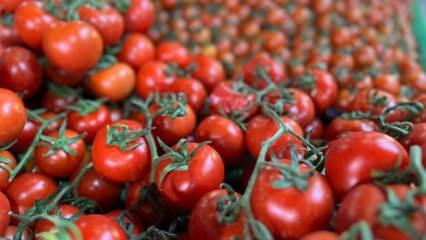 Elazığ&rsquo;da domates &uuml;retiminde yeni sezon başladı