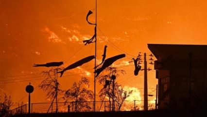 Japonya'da orman yangını: 200 hektarlık alan k&uuml;l oldu!