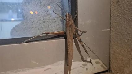 G&ouml;ren bir daha baktı! Boyutu şaşkınlık oluşturdu