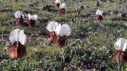 G&ouml;renler durup izliyor! Oltu-Artvin yolunda kurt kulağı &ccedil;i&ccedil;ekleri a&ccedil;tı