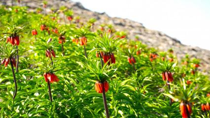 G&ouml;rmek i&ccedil;in 2 saat y&uuml;r&uuml;nen &ccedil;i&ccedil;ek: Muş&rsquo;ta ters laleler ilgi &ccedil;ekti