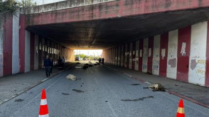 Hatay'da otomobilin &ccedil;arptığı s&uuml;r&uuml;deki 17 koyun &ouml;ld&uuml;