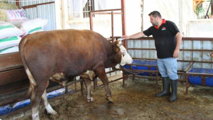 Hatay'da satışa &ccedil;ıkartılan 1 ton 130 kiloluk kurbanlık dananın fiyatı dudak u&ccedil;uklattı 