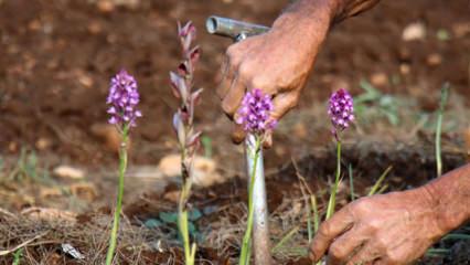 İzinsiz salep orkidesi toplayan kişiye rekor ceza! 