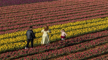 Karaman&rsquo;da u&ccedil;suz bucaksız lale bah&ccedil;eleri ziyaret&ccedil;ilere kapılarını a&ccedil;tı