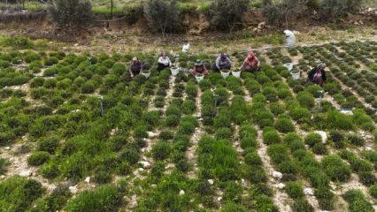 Kilogramı 400 TL'ye dayandı! &Ccedil;ift&ccedil;inin y&uuml;z&uuml;n&uuml; g&uuml;ld&uuml;re hasat