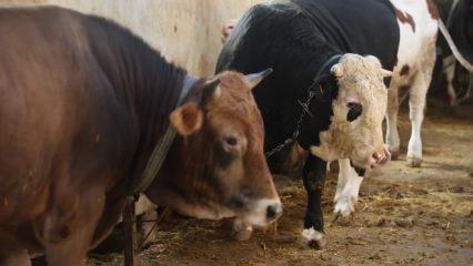 Kurbanlık alacaklar dikkat! 'Ucuz etin suyu kara olur' diyerek uyardı 