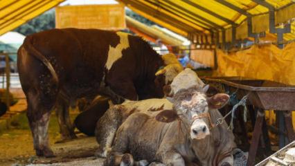 Kurbanlıklar g&ouml;r&uuml;c&uuml;ye &ccedil;ıktı! İşte kurbanlık fiyatları