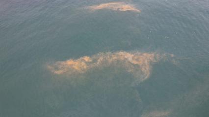 Marmara Denizi'nin Avcılar kıyılarında tedirgin eden g&ouml;r&uuml;nt&uuml;! 