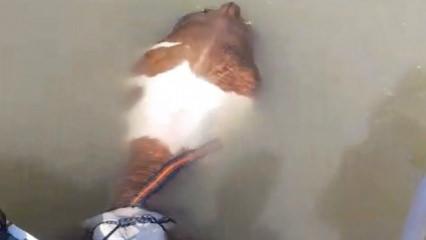 Nehirden balık değil tosun &ccedil;ıktı