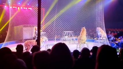 Rusya'da sirkte kaplan seyircilerin arasına daldı! Korku dolu anlar kamerada