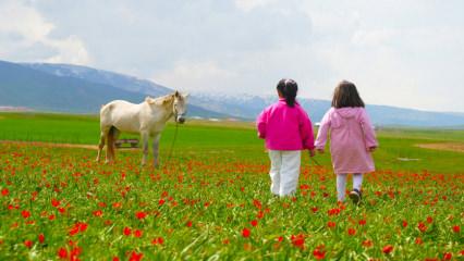 Sadece 3 hafta g&ouml;r&uuml;lebilen manzaralar: Muş Ovası, tescilli laleler ile şenlendi