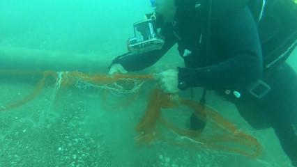 Temizlenen 'hayalet ağlar' ile 1,5 milyon deniz canlısı kurtarıldı 