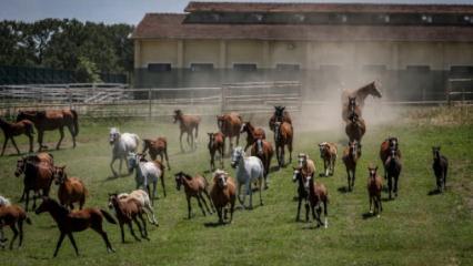 TİGEM'in 2026 yılı safkan Arap tay satış tarihleri belirlendi