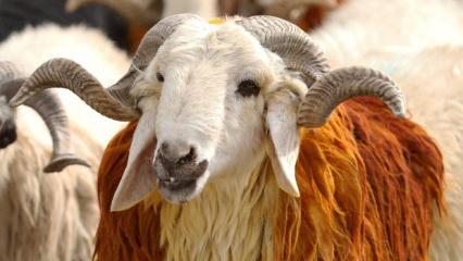 Vekalet yoluyla kurban kesim bedelleri a&ccedil;ıklandı! İşte rakamlar...