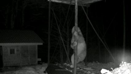 A&ccedil;lık başına vurdu! Ayının d&uuml;z demire tırmanmaya &ccedil;alıştığı anlar kamerada 