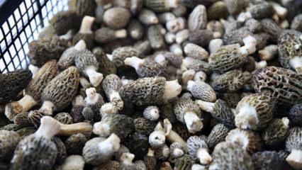 K&ouml;yl&uuml;ler dağlara akın etti! Toprağın altından "servet" &ccedil;ıkıyor