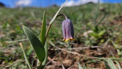 Anadolu&rsquo;nun mahcup &ccedil;i&ccedil;eği, &Ccedil;ankırı&rsquo;da y&uuml;z&uuml;n&uuml; g&ouml;sterdi