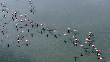 Baharın en renkli misafirleri: D&uuml;den G&ouml;l&uuml;&rsquo;nde flamingo ş&ouml;leni