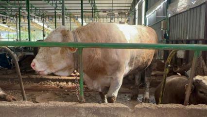 Bursalı besicinin tonluk boğayı sattığı fiyat şoke etti 