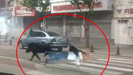 Batman'da şehir merkezine inen yaban domuzu &ouml;n&uuml;ne &ccedil;ıkan 3 kişiyi yaraladı
