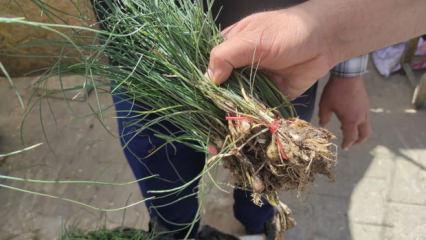 &Ccedil;eyrek altını solladı! Kilogram fiyatı 15 bin TL