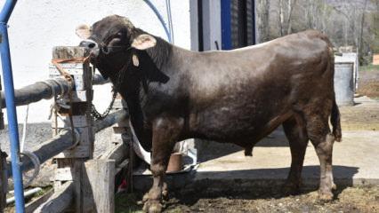 G&ouml;ren bakmaya, onlar satmaya kıyamıyor! 1 ton 180 kiloluk Poyraz'ın dudak u&ccedil;uklatan fiyatı