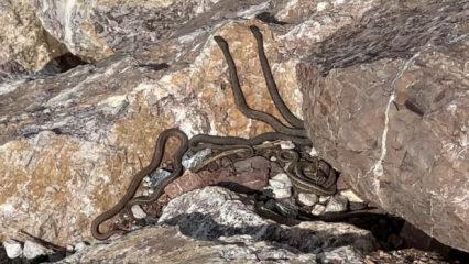 G&ouml;ren g&ouml;zlerine inanamıyor! Adeta yılan adası 