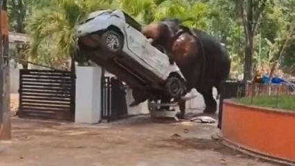 Fil otomobili yerden yere vurdu: S&uuml;r&uuml;c&uuml;s&uuml;n&uuml; ezip başında bekledi!