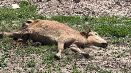 &Ouml;len hayvanlarını araziye atan besicilere cep yakan ceza 