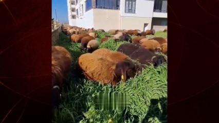 Ot bi&ccedil;meye koyunlu &ccedil;&ouml;z&uuml;m: Tırpan bekleniyordu koyun s&uuml;r&uuml;s&uuml; geldi!