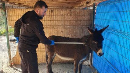 Sakarya'da cemaati &uuml;rk&uuml;ten eşek mahalleliye bela oldu