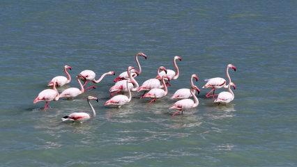 Tekrardan su tutan Seyfe G&ouml;l&uuml; Kuş Cenneti, zarif konuklarıyla şenlendi