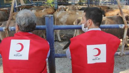 Kızılay'ın 2026 vekaletle kurban kesim fiyatı belli oldu!