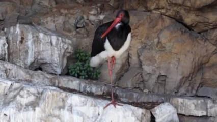 T&uuml;rkiye'de &ccedil;ok nadir g&ouml;r&uuml;len kara leylek kameraya yansıdı