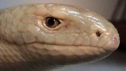 Yılan sanılıp &ouml;ld&uuml;r&uuml;l&uuml;yor: Tarımın gizli dostu!