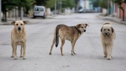 Başıboş k&ouml;pek krizi! Mevcut politikalar yeterli mi?