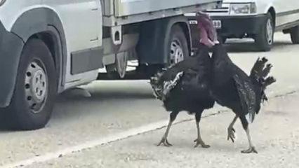 Karab&uuml;k'te 2 hindi trafiği kilitledi! İlgin&ccedil; kavga kamerada 