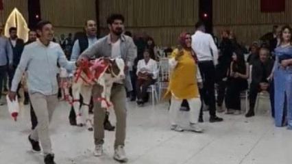 Osmaniye'de gelin ve damada verilen hediye d&uuml;ğ&uuml;ne damga vurdu 