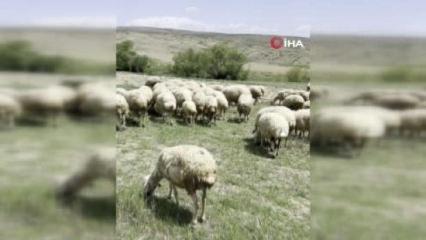 Ankara'da koyun s&uuml;r&uuml;s&uuml;ne yılan saldırdı! O anlar kamerada 