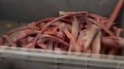 Ankara'da sağlığı tehdit eden 40 ton et ele ge&ccedil;irildi